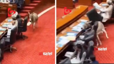 ورود غیر منتظره یک الاغ به پارلمان پاکستان!+ فیلم