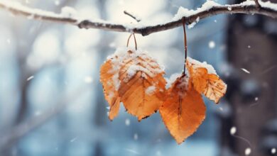 سامانه بارشی جدید به کشور وارد شد/ این استان ها از فردا منتظر برف و باران شدید باشند