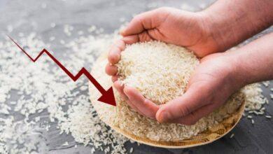 فوری/ سقوط قیمت برنج هندی آغاز شد