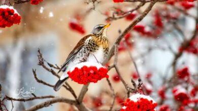 ۳ موج بارشی در راه است؛ زمان ورود اعلام شد/ این سامانه ها کدام استان ها را در برمیگیرد