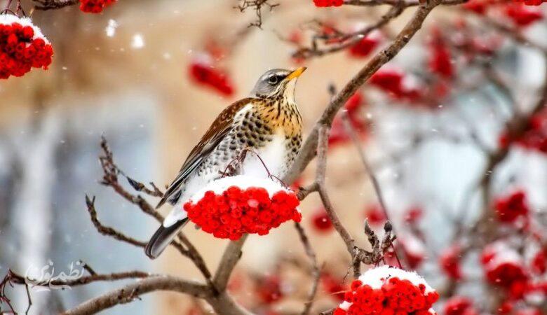 ۳ موج بارشی در راه است؛ زمان ورود اعلام شد/ این سامانه ها کدام استان ها را در برمیگیرد