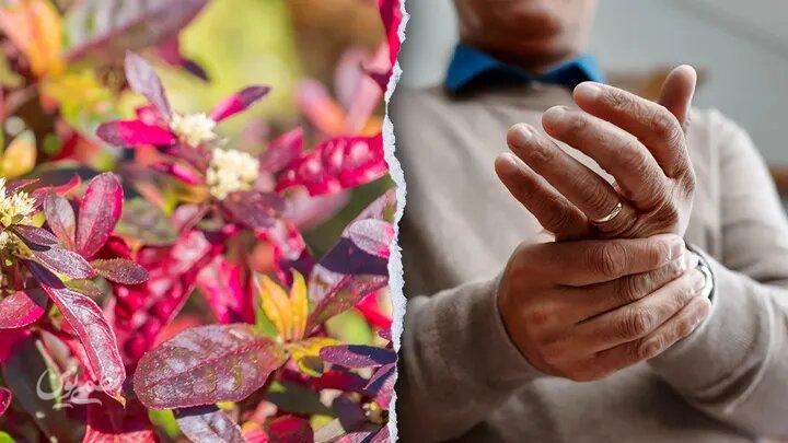 این گیاه برزیلی در درمان روماتیسم معجزه میکند