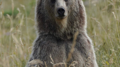 خرس قهوهایی- حامد تیزرویان