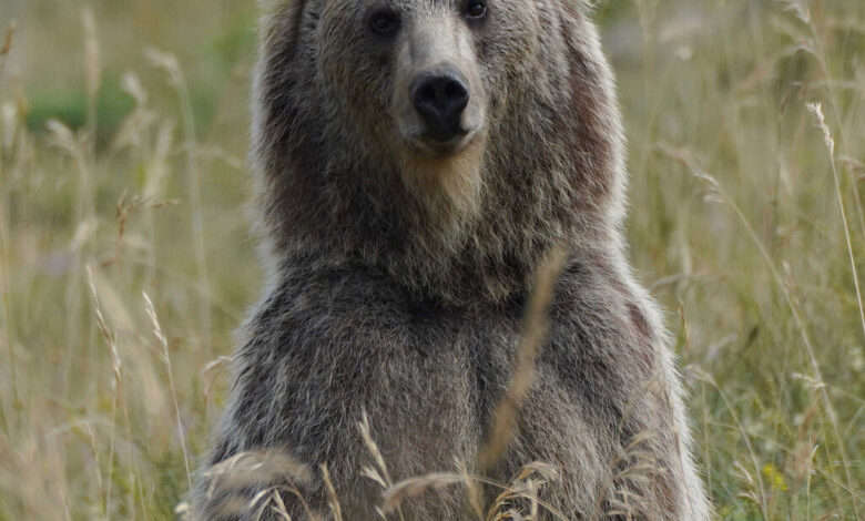 خرس قهوهایی- حامد تیزرویان