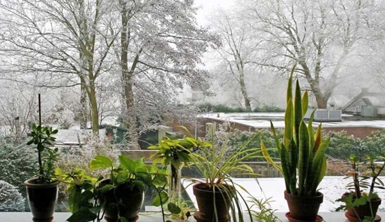 گیاهان در سرما