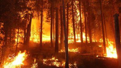 آتش سوزی جنگل