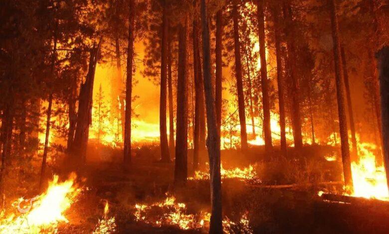 آتش سوزی جنگل