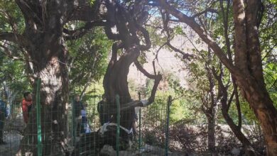 قدیمیترین درخت انگور جهان