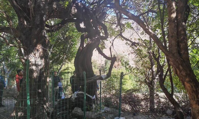 قدیمیترین درخت انگور جهان