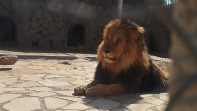 شیر - باغ وحش