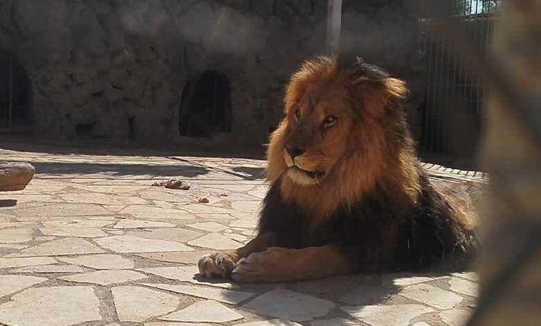 شیر - باغ وحش