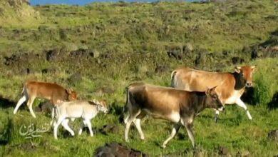 گاوهای فراموششده