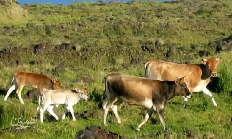 گاوهای فراموششده