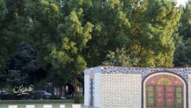 درخت کنوکارپوس