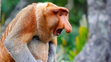 میمونهای بینیدراز