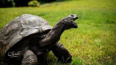 پیرترین جانور