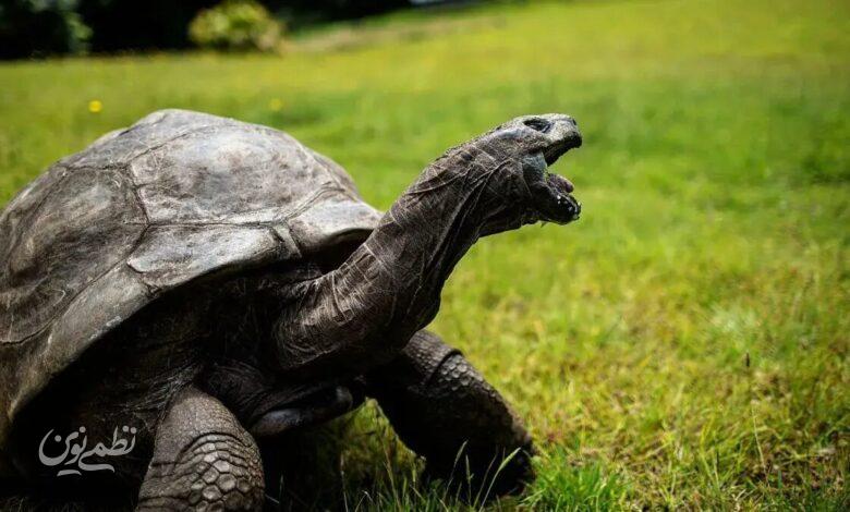 پیرترین جانور