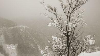 بارش برف / گیلان / زمستان / سرما