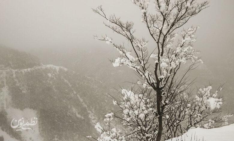 بارش برف / گیلان / زمستان / سرما
