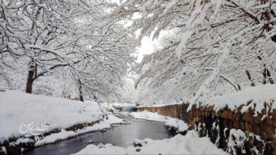 برف / زمستان / سرما