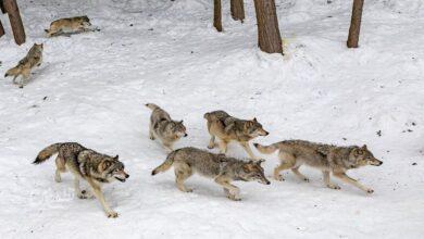 حیات وحش - حیوانات وحشی - گرگ