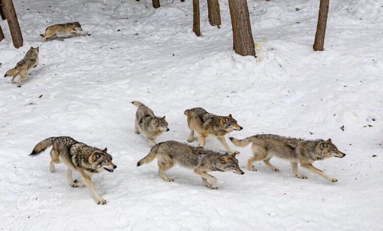 حیات وحش - حیوانات وحشی - گرگ