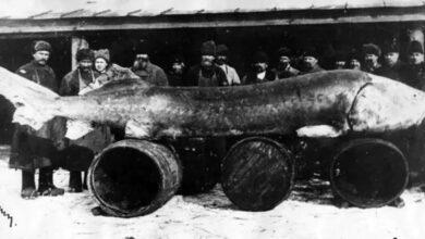 بزرگترین ماهی