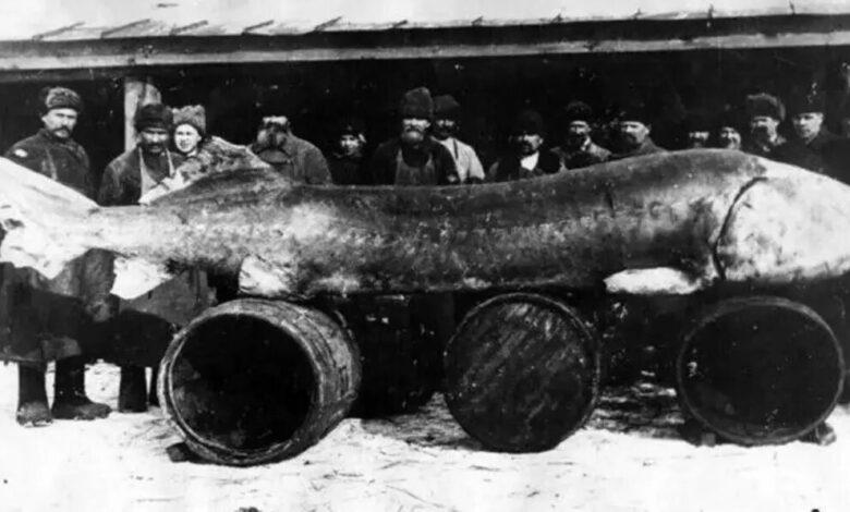 بزرگترین ماهی