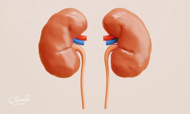 kidney