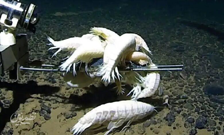 آلیسلا گیگانتهآ