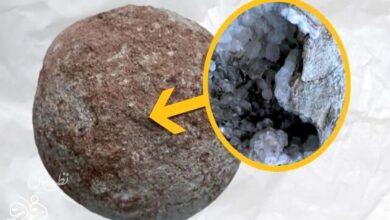 تخم دایناسور