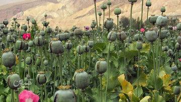 زمان کشت گیاهان مخدر پایه در ایران اعلام شد/ پیشنهاد کشت شقایق الیفرا و شاهدانه به رئیسجمهور
