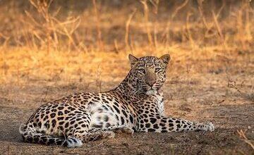 مشاهده یک قلاده پلنگ ایرانی در نزدیکی تهران/ عکس