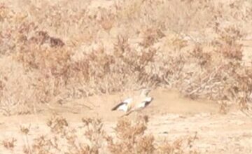 برای نخستین بار؛ ثبت و مشاهده چکاوک هدهدی در این استان/ عکس