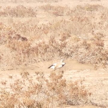 برای نخستین بار؛ ثبت و مشاهده چکاوک هدهدی در این استان/ عکس