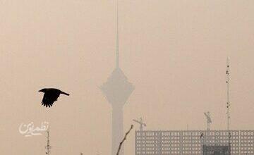 آلودگی هوای تهران؛ بحران مشترکِ شهر و طبیعت/ پرندگان مهاجر تهران را دور میزنند/ گنجشکها کجا رفتند؟/ جمعیت کدام پرنده در تهران بیشتر شده؟