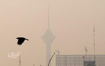 آلودگی هوای تهران؛ بحران مشترکِ شهر و طبیعت/ پرندگان مهاجر تهران را دور میزنند/ گنجشکها کجا رفتند؟/ جمعیت کدام پرنده در تهران بیشتر شده؟