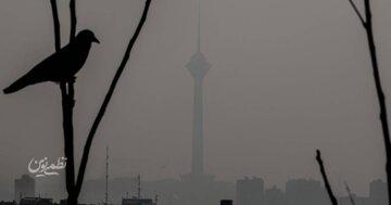 کاهش محسوس جمعیت گنجشکها در تهران/ پرندگان مهاجر تهران را دور میزنند