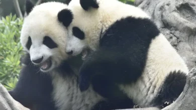 پانداهای ژاپن