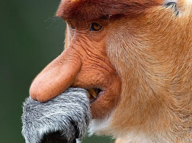 میمون بینی دراز بالغ