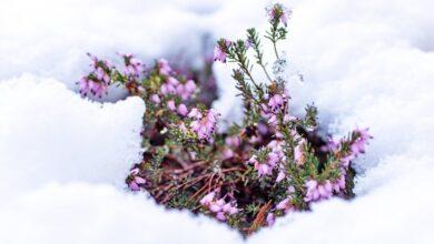 هشدار مهم درباره سامانه بارشی جمعه/ این استانها زیر برف و سرما میروند