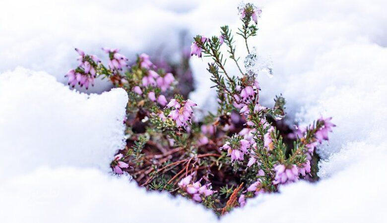 هشدار مهم درباره سامانه بارشی جمعه/ این استانها زیر برف و سرما میروند