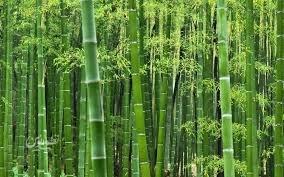 مزایای شگفتانگیز بامبو که نمیدانستید؛ سوپرفود جدید در راه است