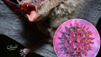 ویروس جدید از خفاش به انسان رسید؛ کرونای جدید در راه است؟