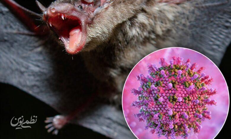 ویروس جدید از خفاش به انسان رسید؛ کرونای جدید در راه است؟