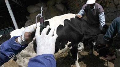 واکسن تب برفکی