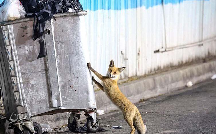 روباه زباله گرد1