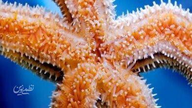 ستاره دریایی