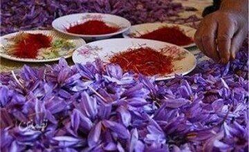 آیا زعفران میتواند باعث سقط جنین شود؟