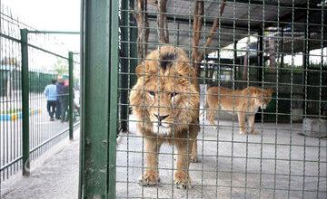 شیوع بیماری کشنده در باغ وحش پردیسان/ مرکز بازپروری پردیسان تا اطلاع ثانوی قرنطینه است